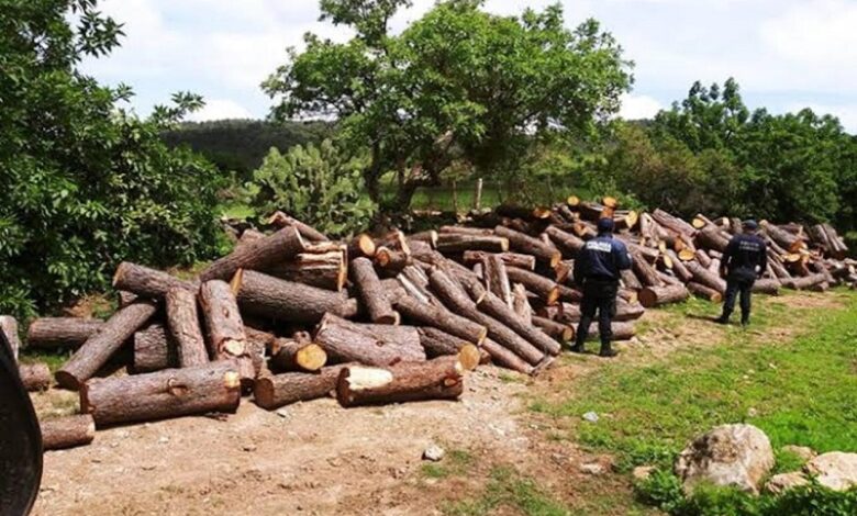 Tangancícuaro, devastación forestal