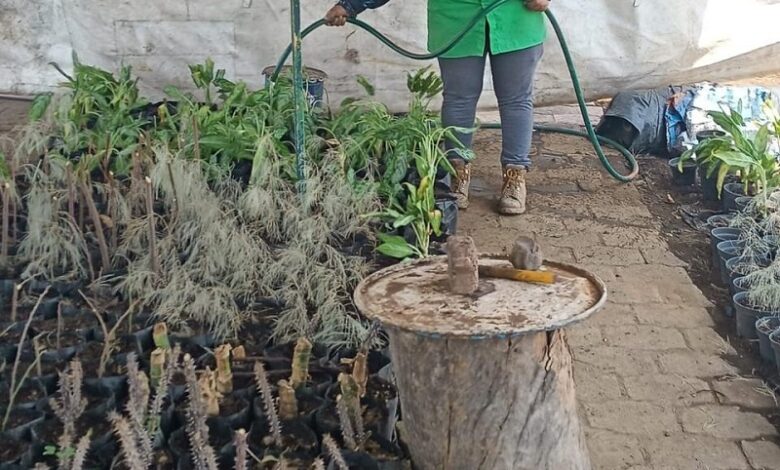 vivero municipal, Morelia