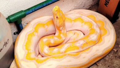 Morelia, PC, Animal