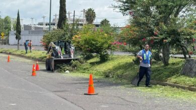 Podan pasto en camellón