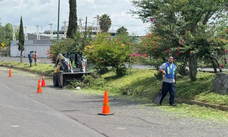 Podan pasto en camellón