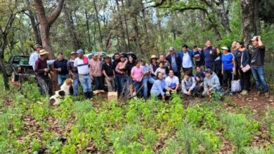 Acción Juvenil, reforestación, Michoacán
