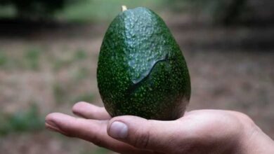 aguacate mexicano, Brasil