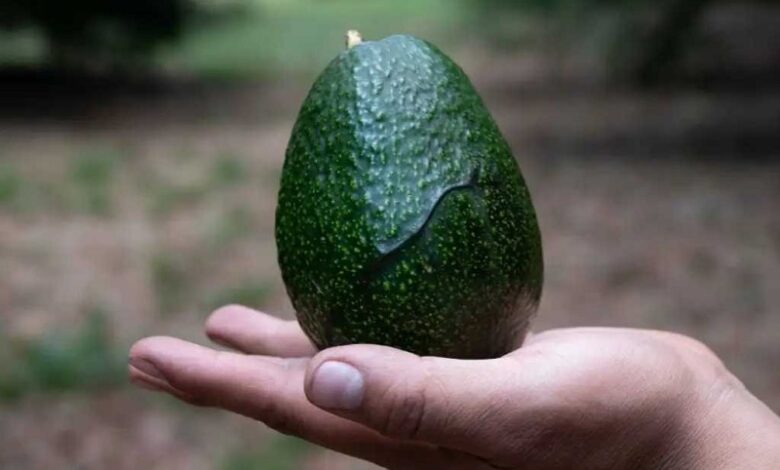 aguacate mexicano, Brasil