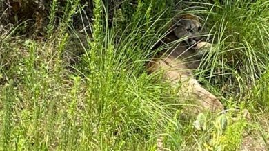 puma en Pátzcuaro
