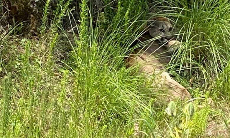 puma en Pátzcuaro