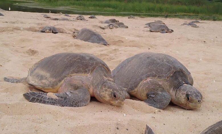 tortugas marinas, Michoacán