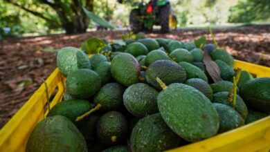 Agroexportaciones Mexicanas