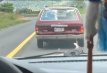 Crueldad animal