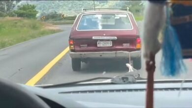 Crueldad animal