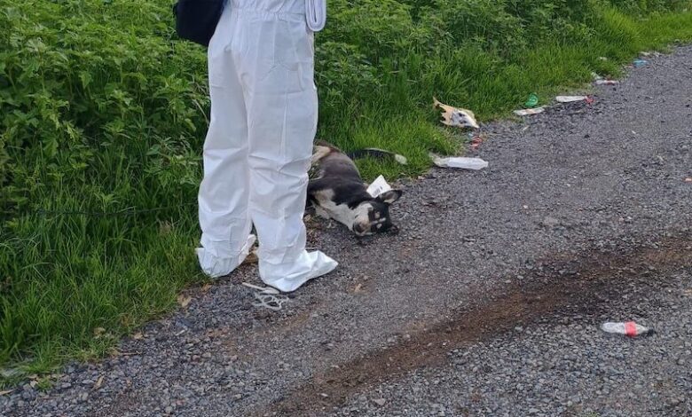 Perro muerto