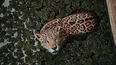 riesgo de extinción, Jaguar