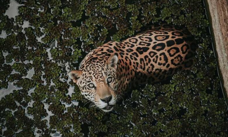riesgo de extinción, Jaguar