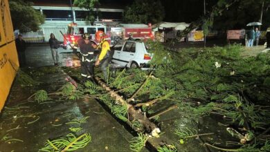 Cae árbol sobre auto