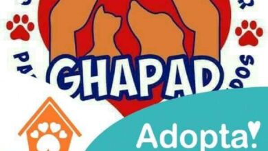 GHAPAD, pirotecnia, perros, gatos