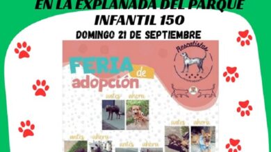 Michoacán, animales, adopción