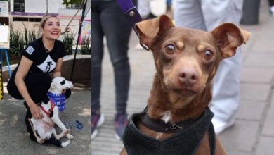 Minerva Bautista y perros