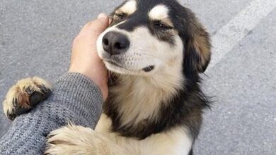 Día del Perro Adoptado