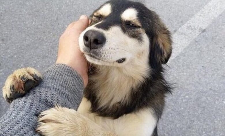 Día del Perro Adoptado