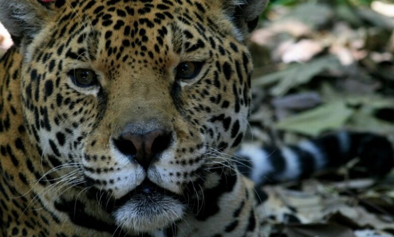 Jaguar