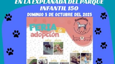 adopción, Morelia, feria