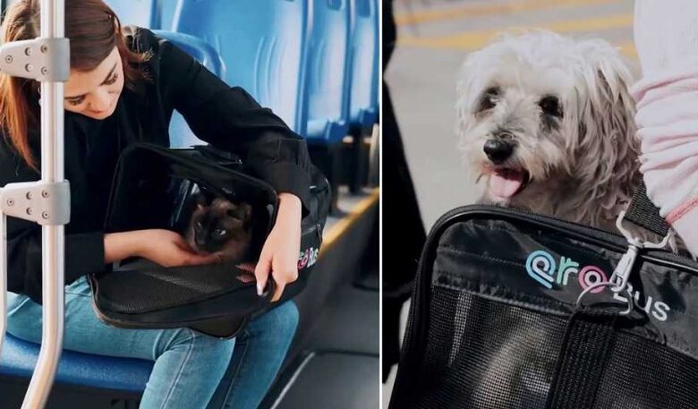 Qrobús Pet Friendly