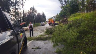 Cae árbol en carretera