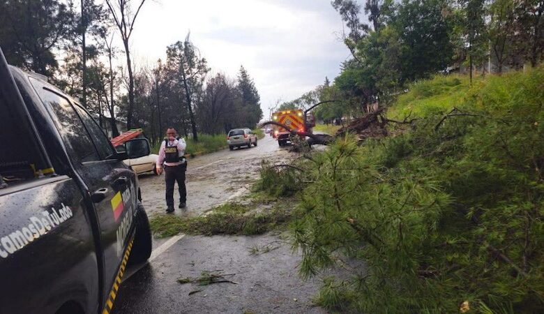Cae árbol en carretera