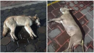 Perros envenenados