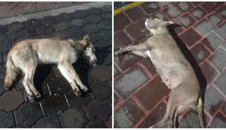 Perros envenenados