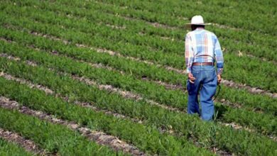 Querétaro, producción agropecuaria