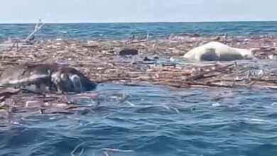 Coatzacoalcos, Veracruz, tragedia, animales muertos