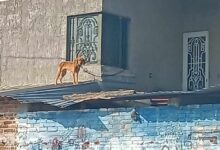 Perro atado en azotea