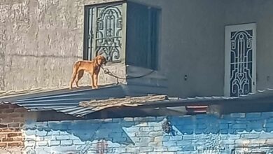 Perro atado en azotea