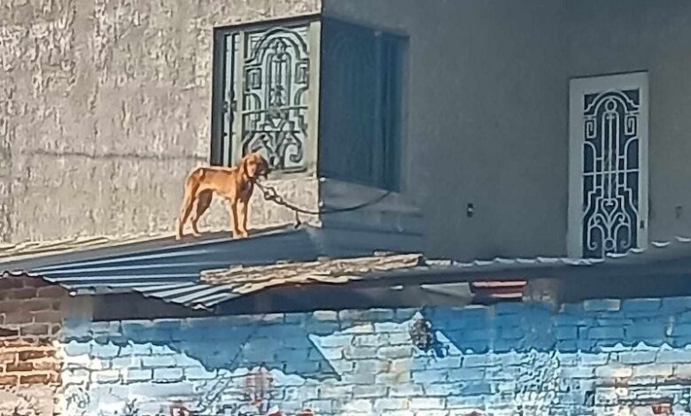 Perro atado en azotea