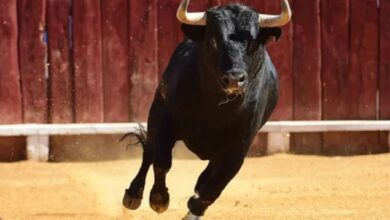 corridas de toros