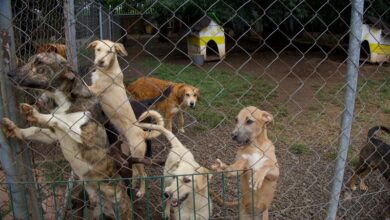 Conciencia animal, bienestar comunitario