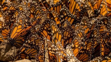 santuarios michoacanos