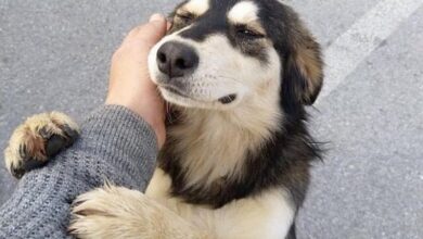 crueldad animal, prisión, reformas