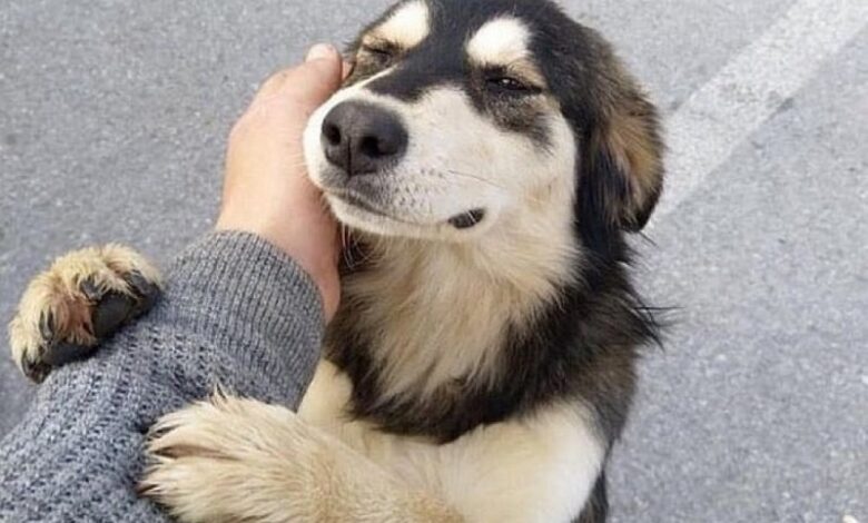 crueldad animal, prisión, reformas