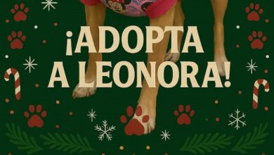 Feria navideña de adopción