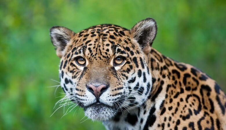 Jaguar, México