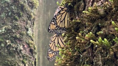 Mariposa Monarca, Senguio, Michoacán