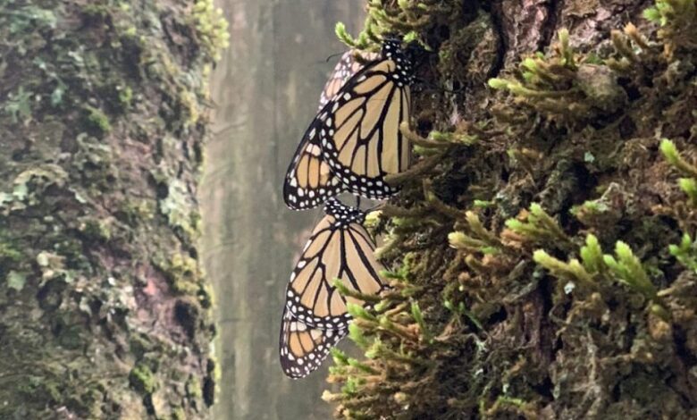 Mariposa Monarca, Senguio, Michoacán