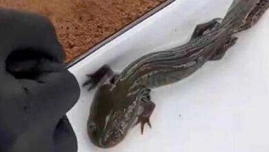 Querétaro, ajolote del Altiplano