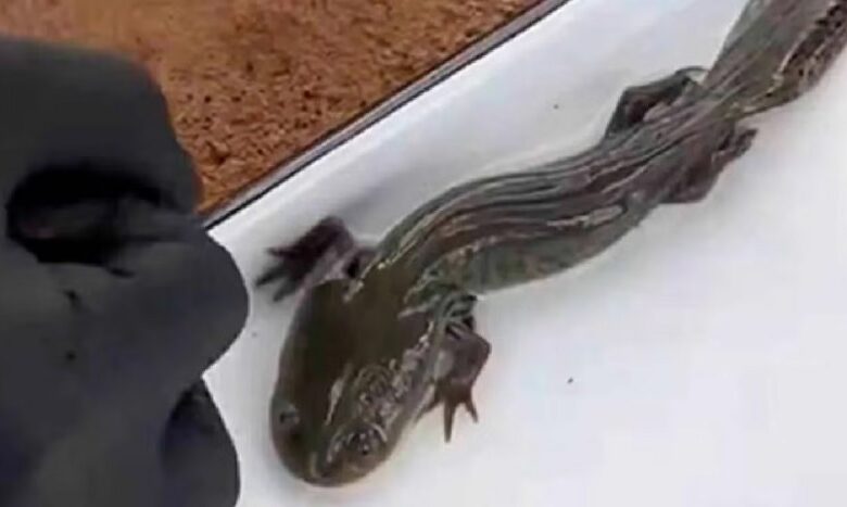 Querétaro, ajolote del Altiplano