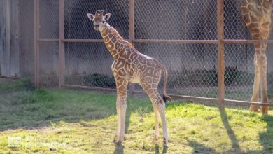 Zoológico de Morelia, Jirafa Reticulada