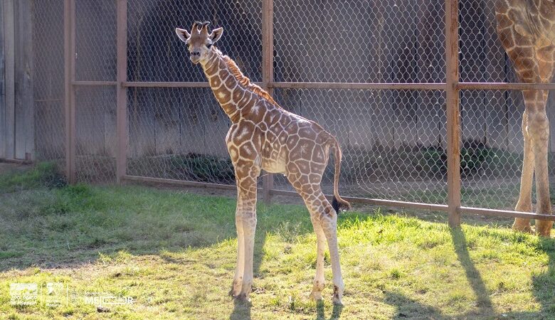 Zoológico de Morelia, Jirafa Reticulada