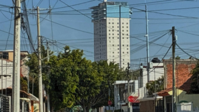 Querétaro, Medio Ambiente, Arbolado Urbano