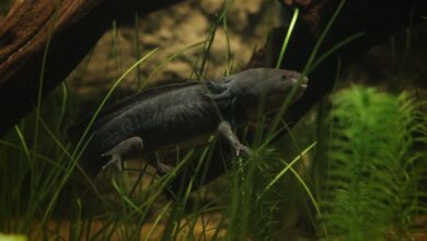 Ajolote, UNAM, Querétaro, Conservación